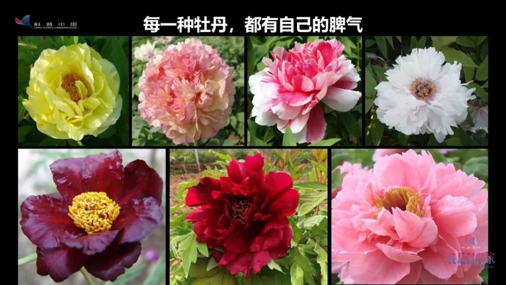 牡丹花|“秀新啊，你能不能送我一盆牡丹花？一定要让它大年初一开” ｜张秀新