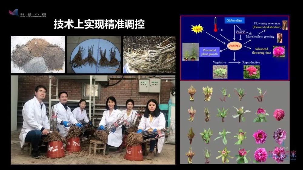 牡丹花|“秀新啊，你能不能送我一盆牡丹花？一定要让它大年初一开” ｜张秀新
