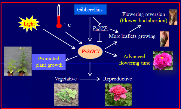 牡丹花|“秀新啊，你能不能送我一盆牡丹花？一定要让它大年初一开” ｜张秀新
