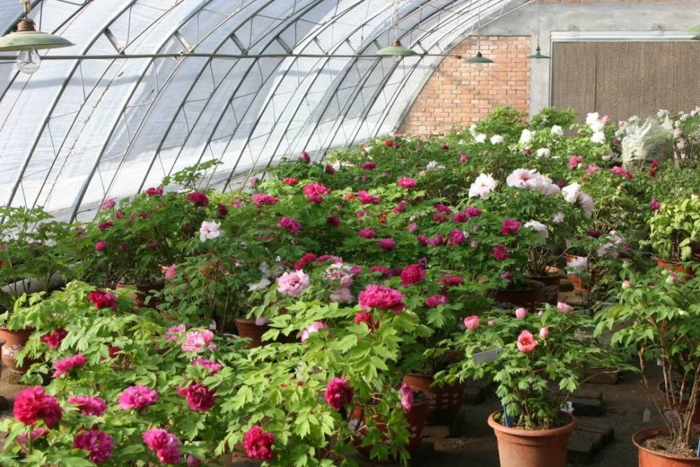 牡丹花|“秀新啊，你能不能送我一盆牡丹花？一定要让它大年初一开” ｜张秀新