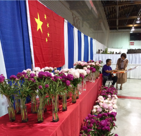 牡丹花|“秀新啊，你能不能送我一盆牡丹花？一定要让它大年初一开” ｜张秀新