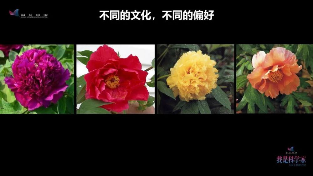 牡丹花|“秀新啊，你能不能送我一盆牡丹花？一定要让它大年初一开” ｜张秀新