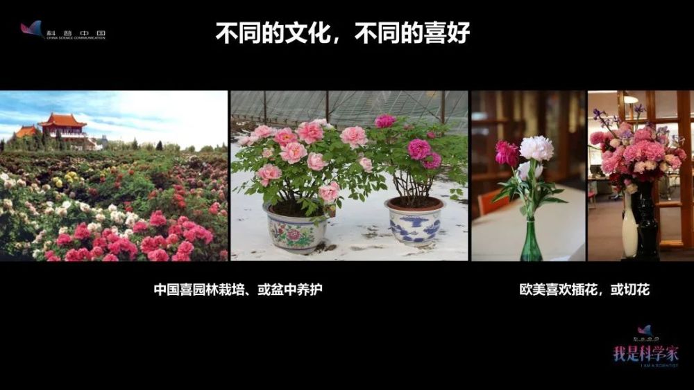 牡丹花|“秀新啊，你能不能送我一盆牡丹花？一定要让它大年初一开” ｜张秀新