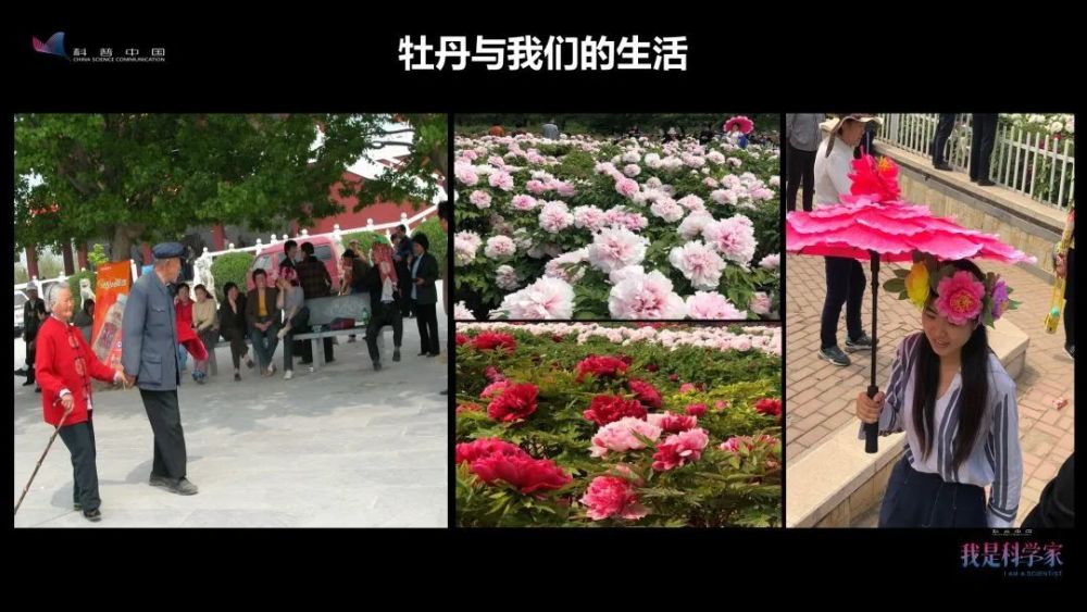 牡丹花|“秀新啊，你能不能送我一盆牡丹花？一定要让它大年初一开” ｜张秀新