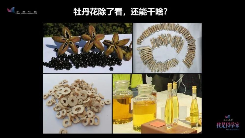 牡丹花|“秀新啊，你能不能送我一盆牡丹花？一定要让它大年初一开” ｜张秀新