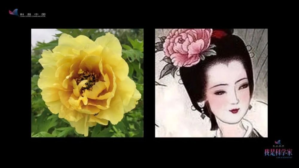 牡丹花|“秀新啊，你能不能送我一盆牡丹花？一定要让它大年初一开” ｜张秀新