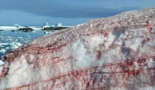 南极|南极传来坏消息，基地周围出现了“血雪”，全球担心的事正在发生