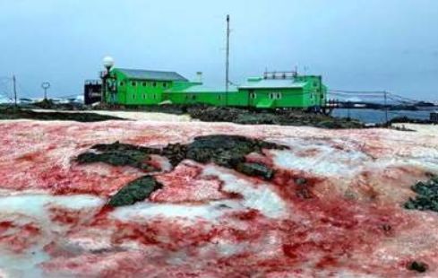 南极|南极传来坏消息，基地周围出现了“血雪”，全球担心的事正在发生