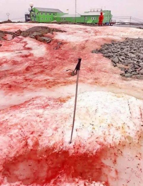 南极|南极传来坏消息，基地周围出现了“血雪”，全球担心的事正在发生