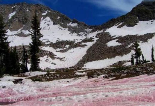 南极|南极传来坏消息，基地周围出现了“血雪”，全球担心的事正在发生