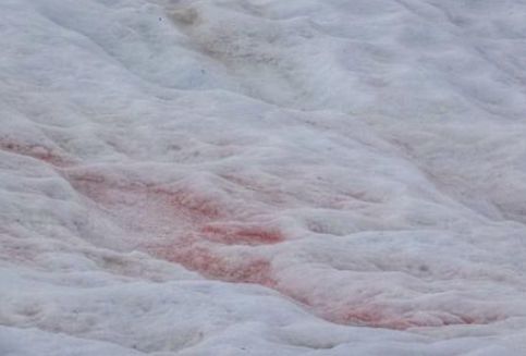 南极|南极传来坏消息，基地周围出现了“血雪”，全球担心的事正在发生
