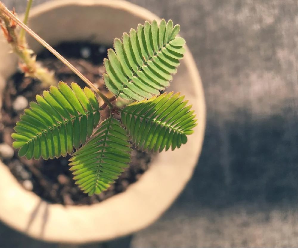 含羞草种植注意事项(含羞草种植注意事项是什么)