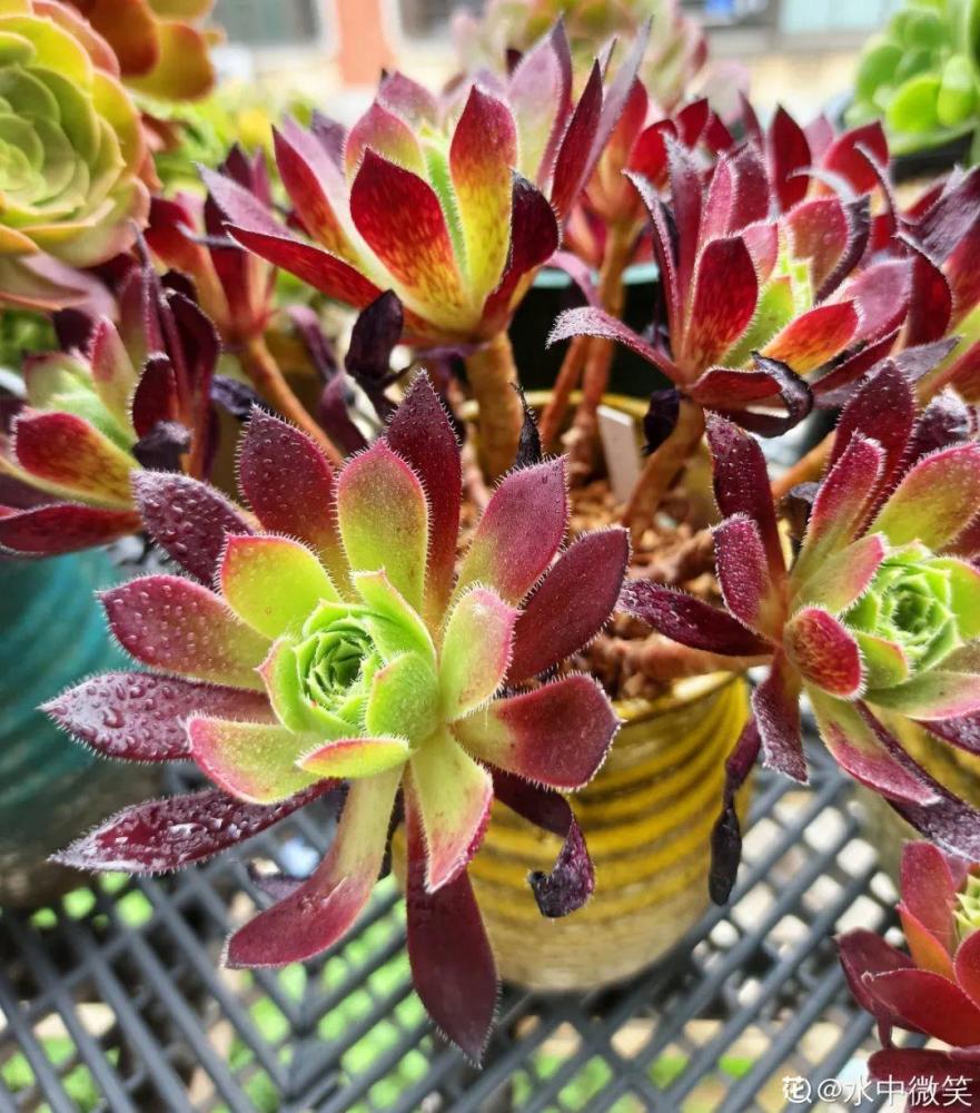 包邮区的多肉,1年就开挂了,完美逆袭_腾讯新闻