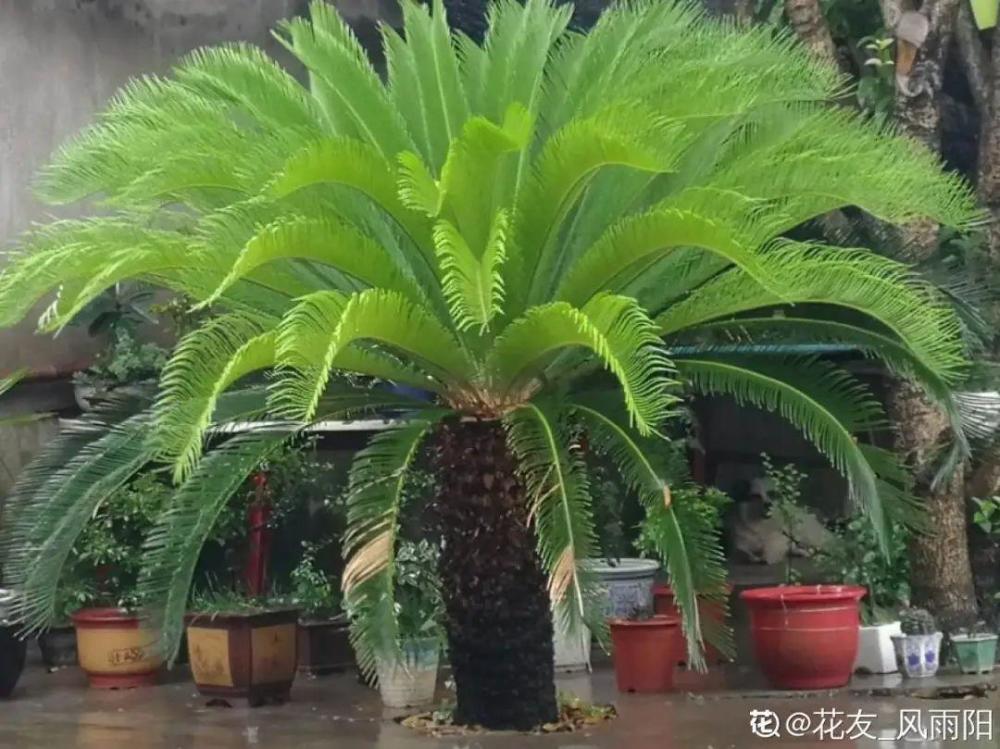 铁树属于南方植物,地栽可耐零下5度左右,盆栽不要低于零度,否则有冻伤