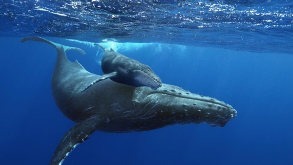 科学家|第六次物种大灭绝要来了？科学家：人类将面临“可怕的未来”