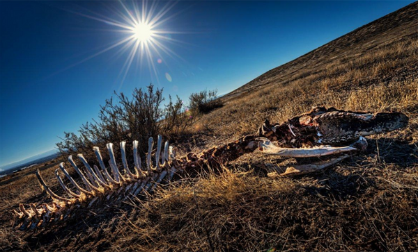 科学家|第六次物种大灭绝要来了？科学家：人类将面临“可怕的未来”