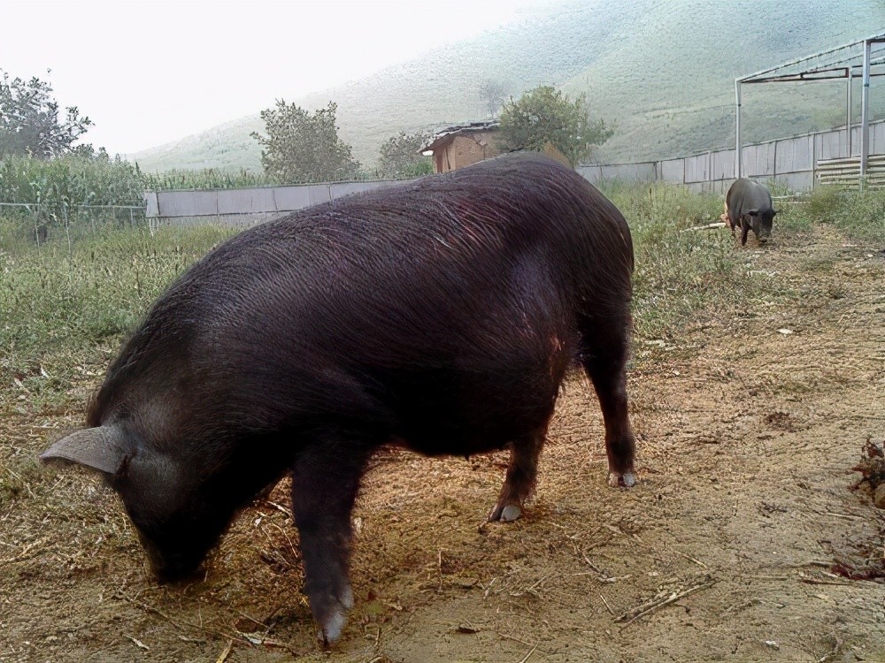 藏香猪|养殖藏香猪需要了解的一些常识