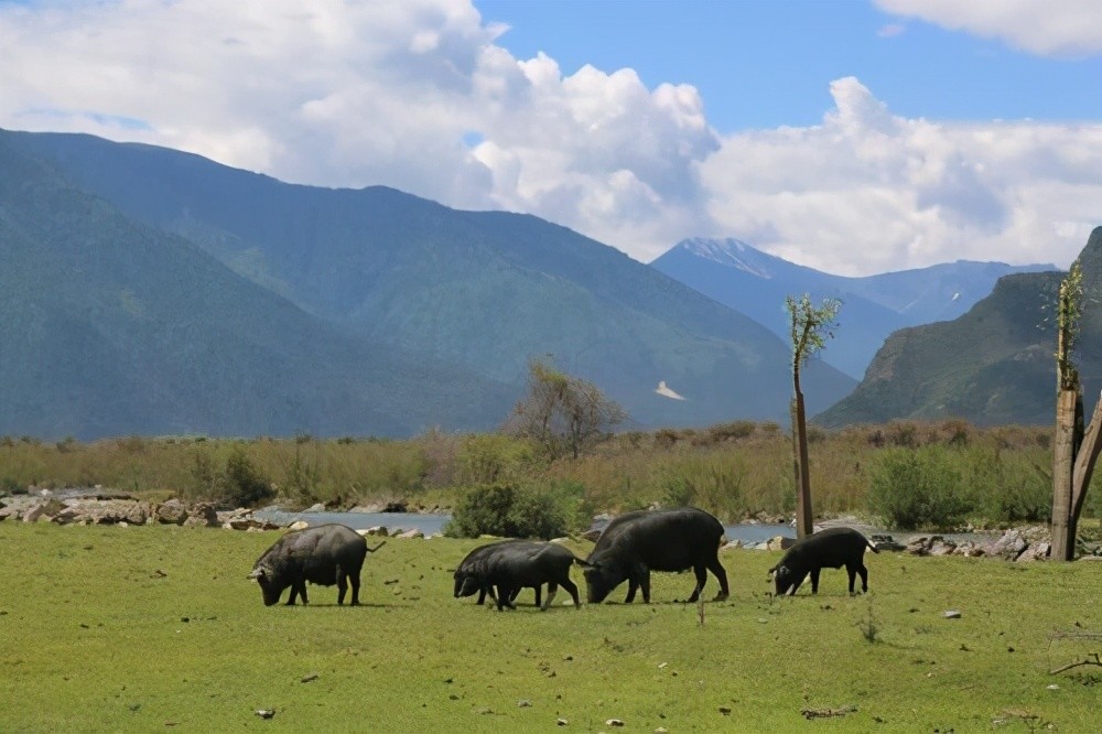 藏香猪|养殖藏香猪需要了解的一些常识