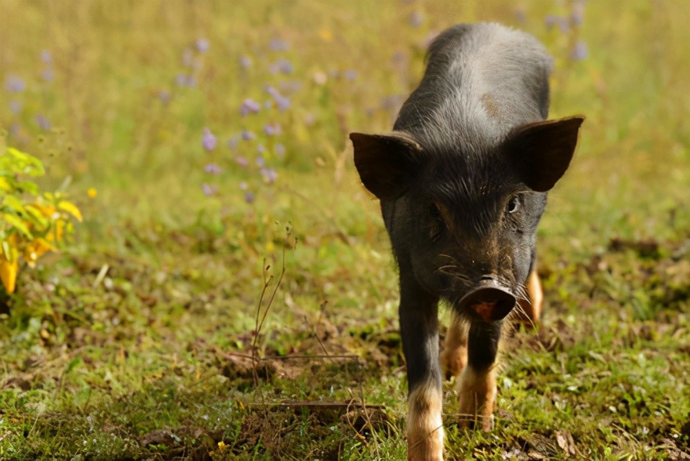 藏香猪|养殖藏香猪需要了解的一些常识