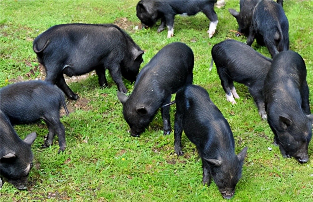 藏香猪|养殖藏香猪需要了解的一些常识