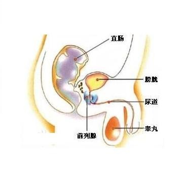 什麼是前列腺液都含有哪些成分白細胞總超標要不要緊