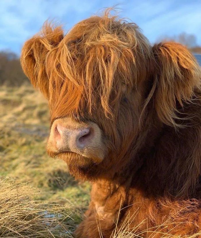 十二生肖|年初一，踏实肯干“打工牛”宝宝来啦！