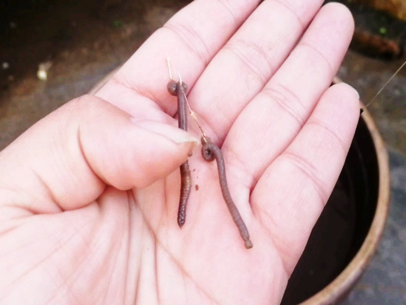 我用自配饵料朋友用红虫蚯蚓3小时渔获对比对方你运气好