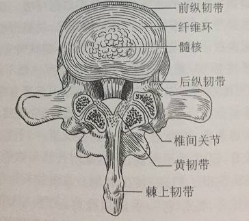 腰椎间盘突出症|腰椎间盘突出的各种疗法！看这一篇就够了！