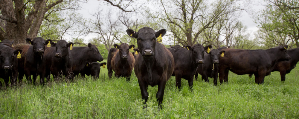 vr眼镜|牛打嗝、牛记仇、牛还戴上VR眼镜，快来看看这些神奇的“牛”事！