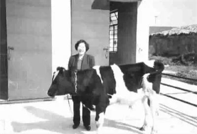 vr眼镜|牛打嗝、牛记仇、牛还戴上VR眼镜，快来看看这些神奇的“牛”事！