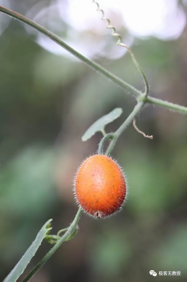 牛年叫牛的48種藥用,食用植物,你見過幾種?