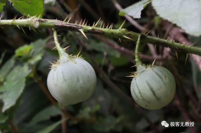 20,藥用-牛茄子19,藥食兩用-牛尾草,牛尾花18,藥用-牛角歪17,藥食兩用