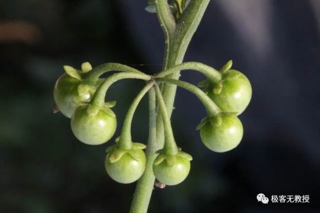 牛年叫牛的48种药用,食用植物,你见过几种?