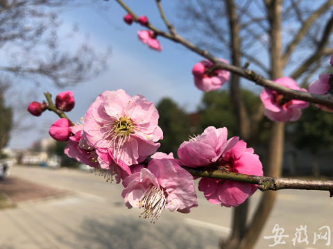 正月初一天气晴好潜山市民户外赏花 组图 腾讯新闻