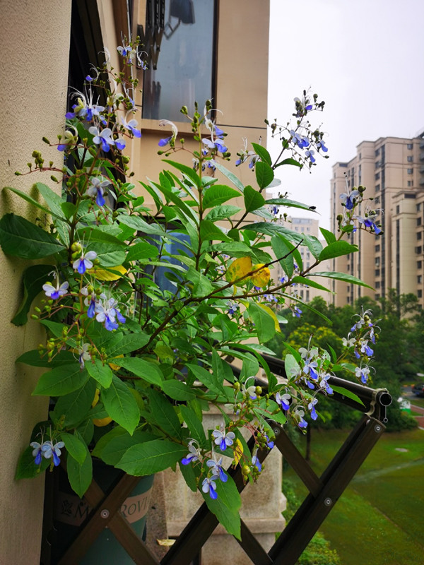 奇异植物欣赏紫蝶花花似蝴蝶姿态优雅给点阳光就灿烂