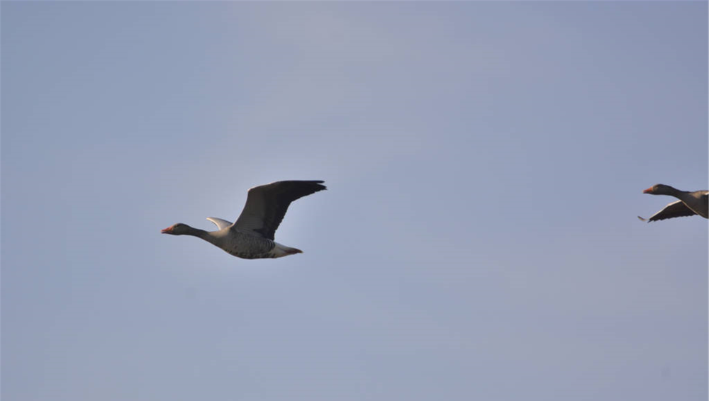 红楼梦宝钗填完柳絮词后七只大雁的风筝有何寓意