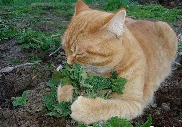 猫薄荷|猫喜欢猫薄荷，可能是被蚊子咬的？