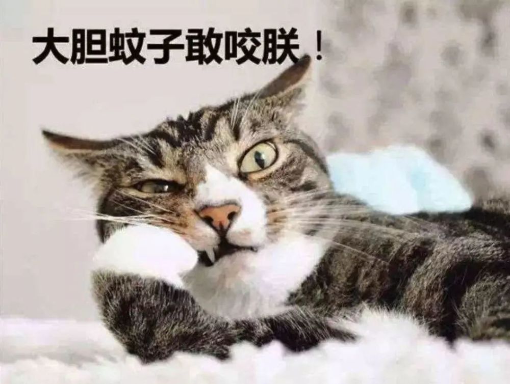 猫薄荷|猫喜欢猫薄荷，可能是被蚊子咬的？