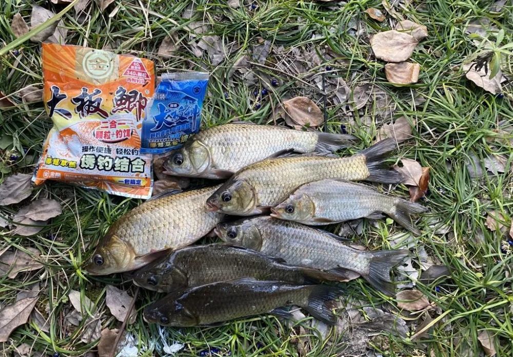 大年初一你吃鱼了吗过年吃鱼的寓意你知道几条