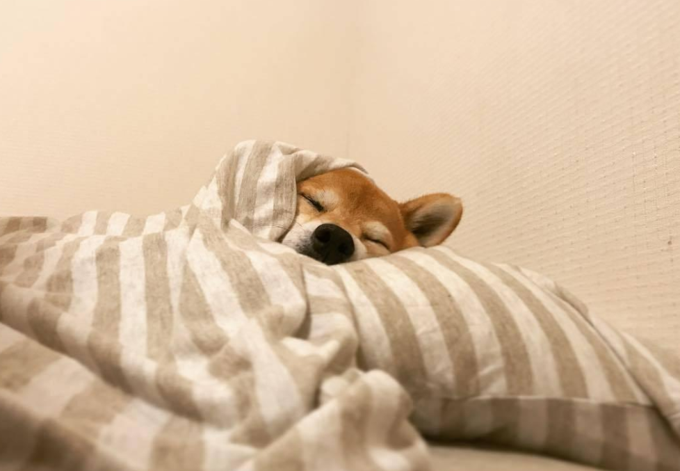 基因|饭量与寿命有关吗？研究发现，寿命还与30％的基因存在关系