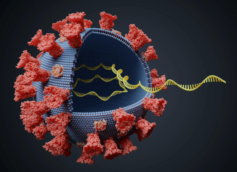 基因|饭量与寿命有关吗？研究发现，寿命还与30％的基因存在关系