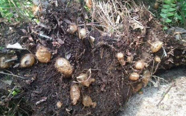 现在我们从它的根部来说事,肾蕨的下部长有如粗铁丝状般的匍匐茎,向着