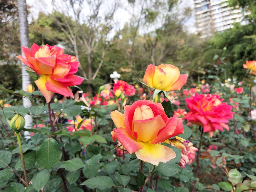 羞答答的玫瑰,静悄悄的开-深圳人民公园赏花.