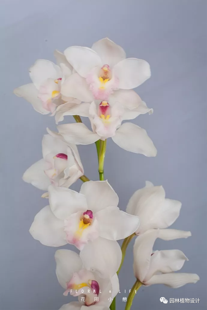 10款春节吉祥花祝你2021年花开似锦