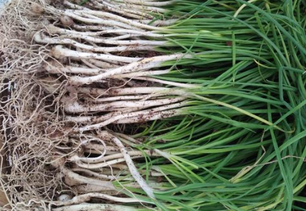 一种野蒜农村拜年若遇到莫手软多采摘营养赛过大蒜请收藏