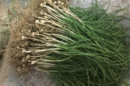 一种野蒜,农村拜年若遇到,莫手软多采摘,营养赛过大蒜,请收藏