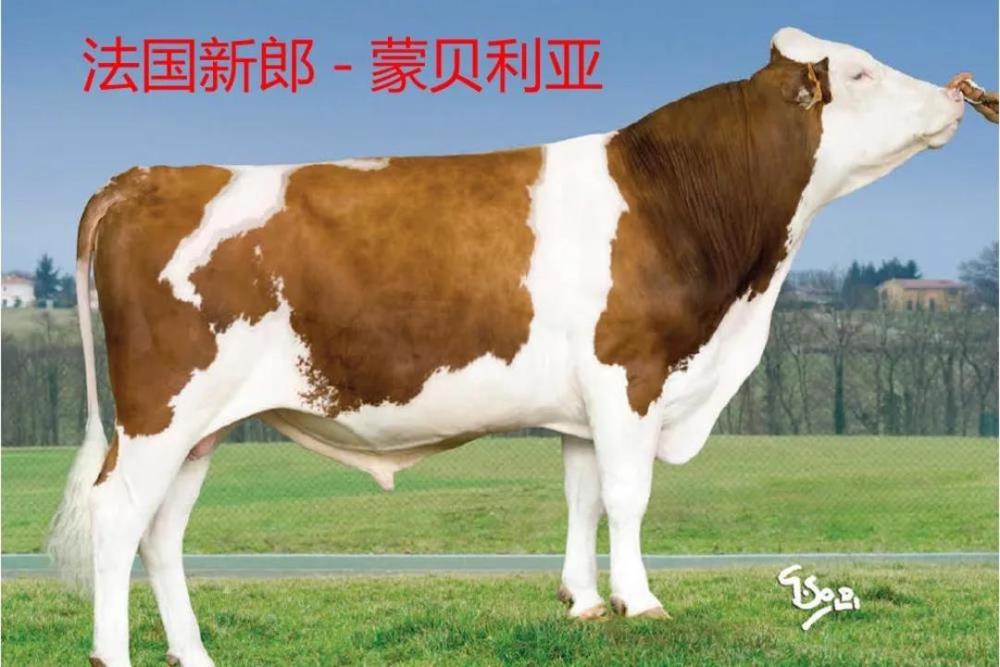 北京蒙贝利亚种牛冻精图片