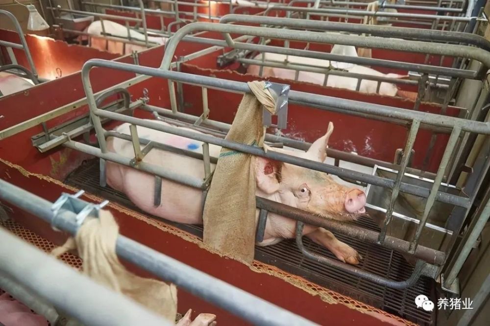 新西兰母猪分娩使用限位栏非法