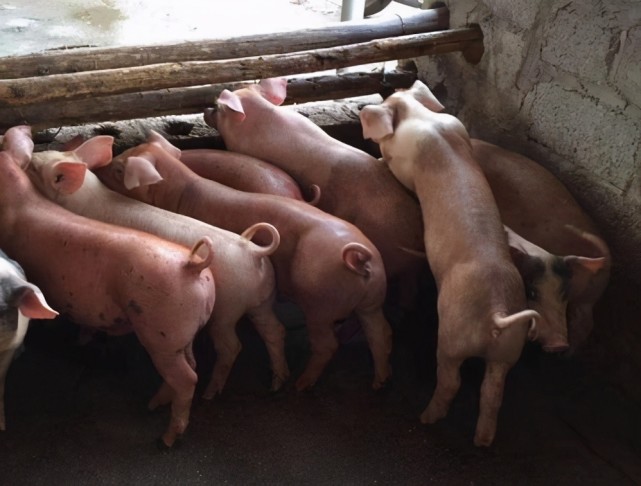 新手生猪养殖,要想猪长得快多赚钱,一定要掌握这3个方法