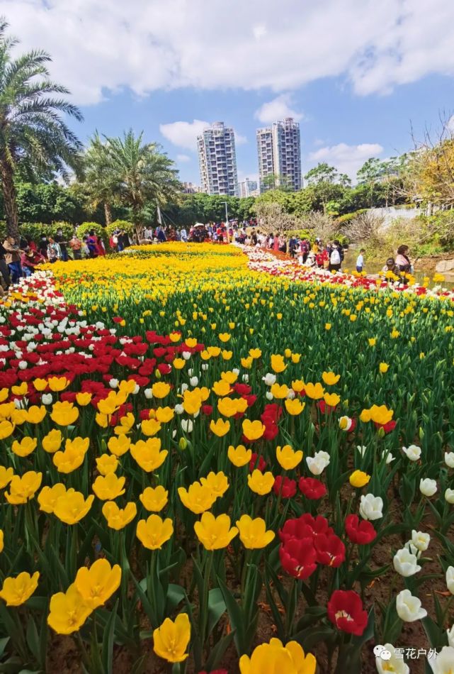 郁金香,这个春天深圳最盛大的绽放